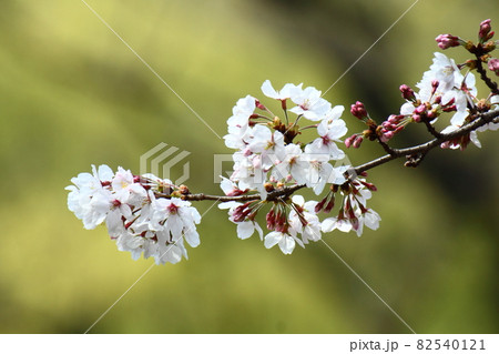春爛漫満開 春爛漫満開 82540121