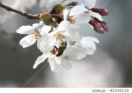 春爛漫満開 春爛漫満開 82540129