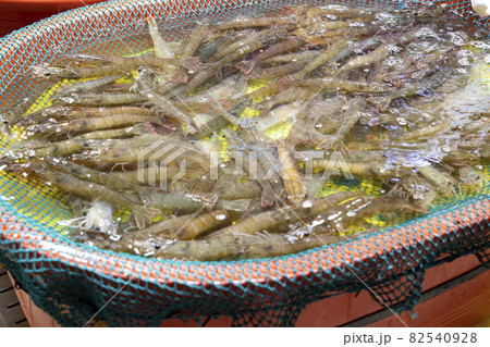 大河 シーフード 食べ物 82540928
