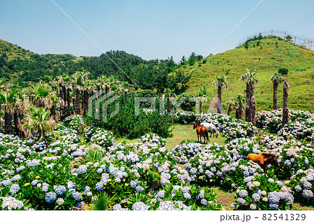Songaksan Mountain hydrangea flower field and horse in Jeju Island, Korea Songaksan Mountain hydrangea flower field and horse in Jeju Island, Korea 82541329