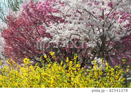 春爛漫満開 春爛漫満開 82541379