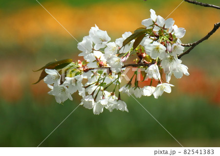 春爛漫満開 春爛漫満開 82541383