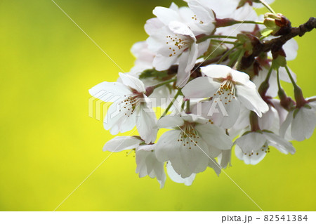 春爛漫満開 春爛漫満開 82541384