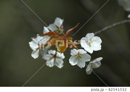 春爛漫満開 春爛漫満開 82541532