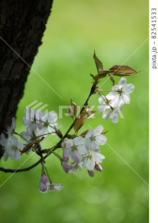 春爛漫満開 春爛漫満開 82541533