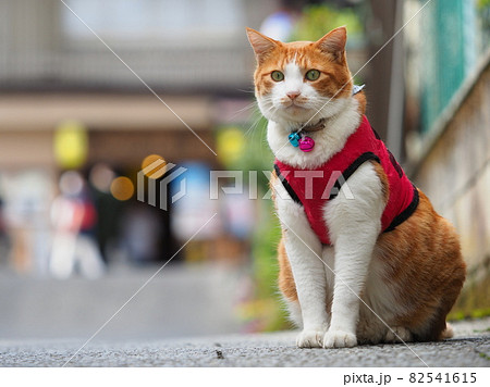 伊香保温泉 石段街の猫(写真奥は石段街の遊技場) 伊香保温泉 石段街の猫(写真奥は石段街の遊技場) 82541615