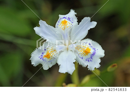 White fringed Japanese iris flower White fringed Japanese iris flower 82541633
