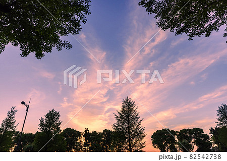 夕焼けの空とシルエットの木立 夕焼けの空とシルエットの木立 82542738