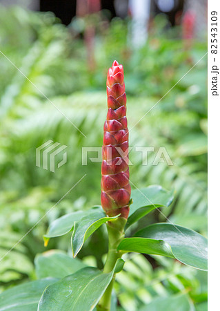 Close up of crepe ginger or cheilocostus speciosus or ornamental plant, focus selective. 82543109