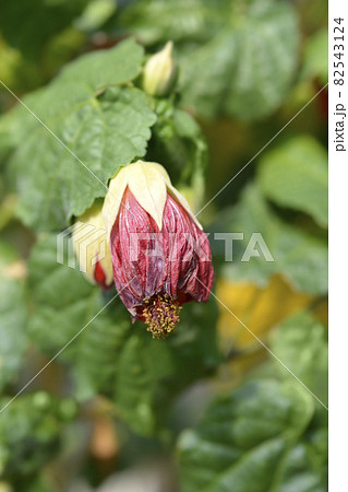 Chinese lantern Chinese lantern 82543124
