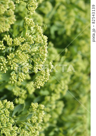 Orpine Orpine 82543139