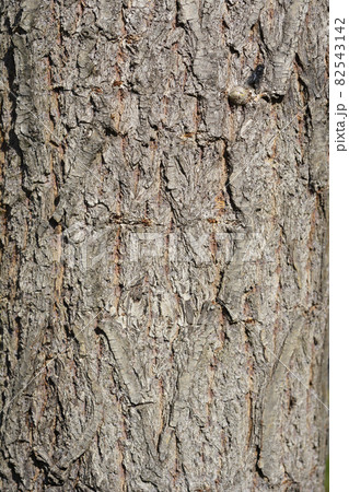 Golden Weeping Willow Golden Weeping Willow 82543142