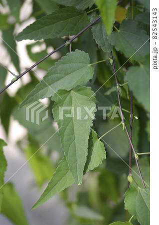 Trailing abutilon Trailing abutilon 82543143