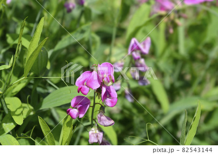 Broad leaved everlasting pea 82543144