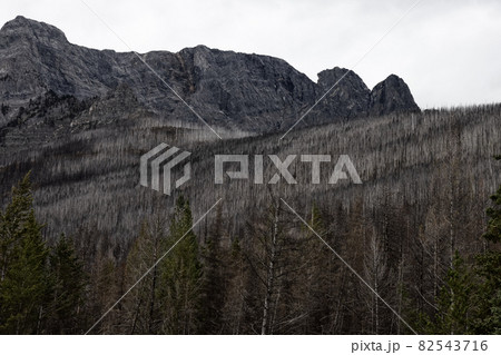 Trees in the Canadian Rocky Mountains Devestated and Burned by the Forest Fire Trees in the Canadian Rocky Mountains Devestated and Burned by the Forest Fire 82543716