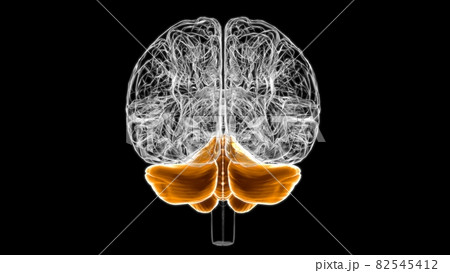 cerebellum anatomy mri
