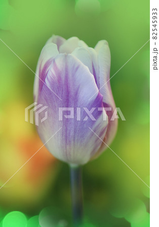 White tulip with purple stripes Shirley 82545933