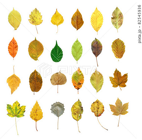 Autumn leaves isolated on white 82545936