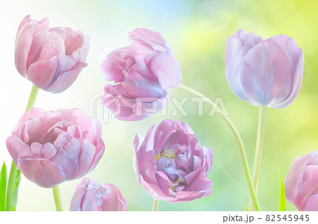 Blue tulips spring background Blue tulips spring background 82545945