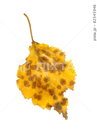 Yellow autumn leaf of birch tree isolated Yellow autumn leaf of birch tree isolated 82545946