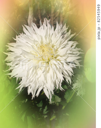 Dahlia cactus flower in the garden close up. 82545949