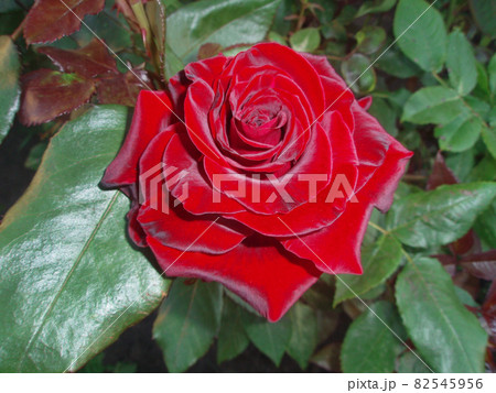 Red rose Barkarole blooming in roses garden Red rose Barkarole blooming in roses garden 82545956