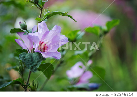 Pink hibiscus flowering on green grass landscape 82546214