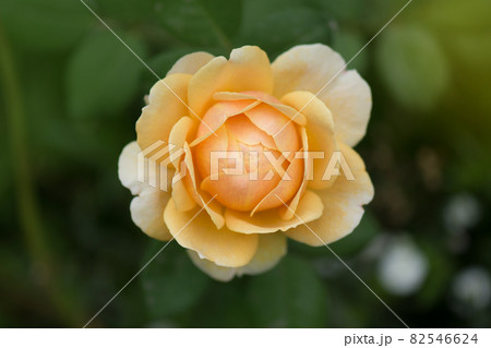 Orange beautiful roses on fresh green leaf background 82546624