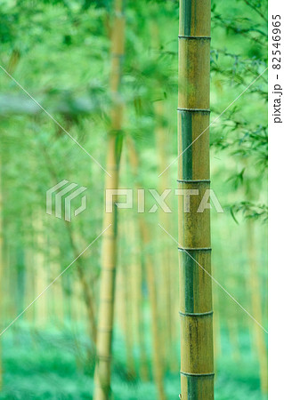 金明孟宗竹の竹林 82546965