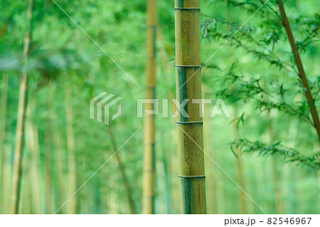 金明孟宗竹の竹林 82546967
