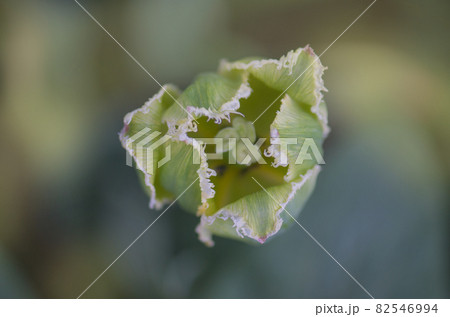 Green tulip bud with leaves. Tulip viridiflora Green Jay Green tulip bud with leaves. Tulip viridiflora Green Jay 82546994