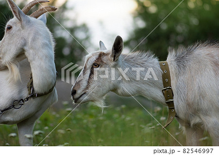 Goats are grazed on pasture. Goats grazing at sunset. Domestic goats grazing in a pasture Goats are grazed on pasture. Goats grazing at sunset. Domestic goats grazing in a pasture 82546997