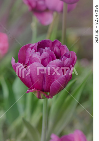 Purple violet tulip in the garden 82547096