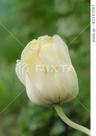 Yellow tulip Akebono 82547097