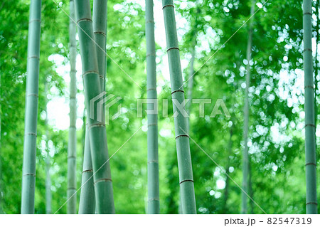 孟宗竹の竹林 孟宗竹の竹林 82547319
