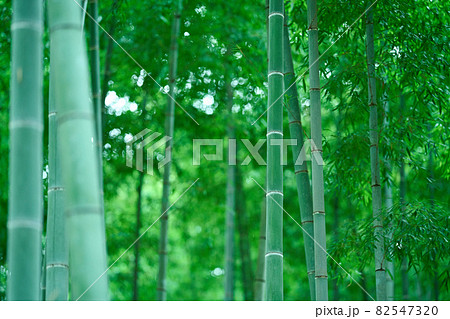 孟宗竹の竹林 孟宗竹の竹林 82547320