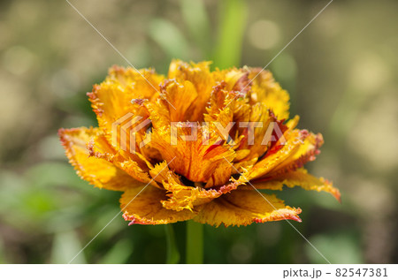 Sensual Touch tulip. Orange double petal tulip Sensual Touch tulip. Orange double petal tulip 82547381