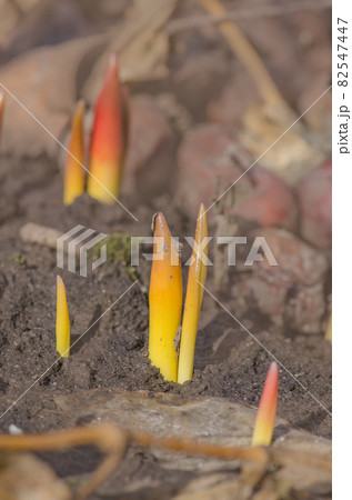 Green sprouts of tulip flowers. 82547447