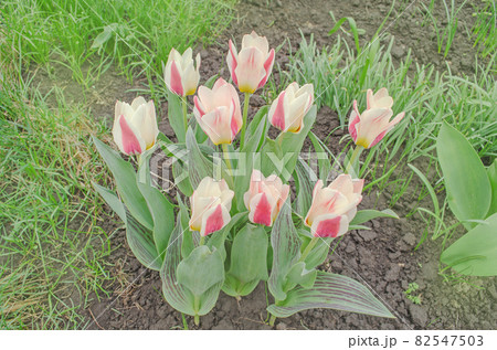 Red and white color tulips Red and white color tulips 82547503