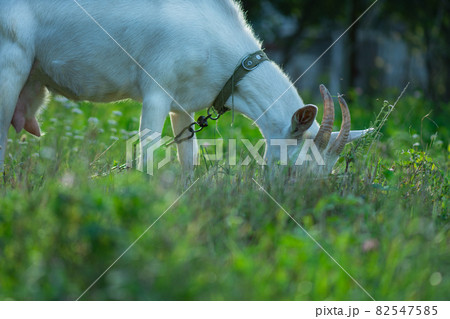Goats are grazed on pasture. Goats grazing at sunset. Domestic goats grazing in a pasture Goats are grazed on pasture. Goats grazing at sunset. Domestic goats grazing in a pasture 82547585