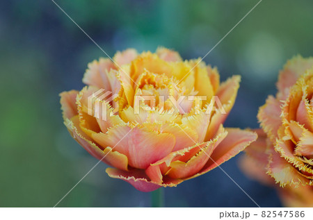 Sensual Touch orange tulip Sensual Touch orange tulip 82547586