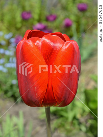 Red tulip flower Red tulip flower 82547618