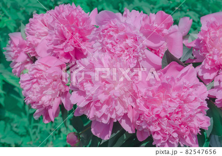 Vintage pink peonies in a garden. Summer blossoming peony Vintage pink peonies in a garden. Summer blossoming peony 82547656