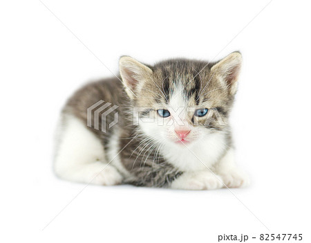 Kitten looking at camera isolated on white 82547745