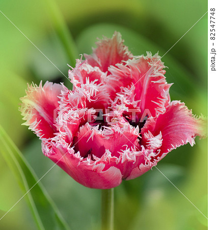 Pink tulip Mascotte 82547748