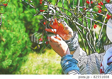 パステル調 ”バラの実を採集する女性” イラストイメージ パステル調 ”バラの実を採集する女性” イラストイメージ 82551608