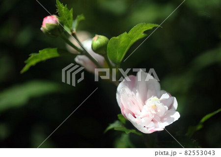 八重咲きのムクゲ　薄ピンク色の花 82553043