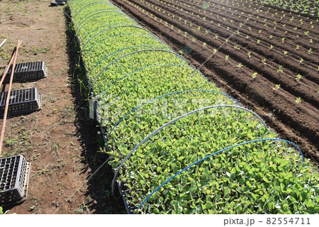 キャベツ栽培 82554711