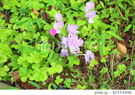 コルチカムの花 82554996