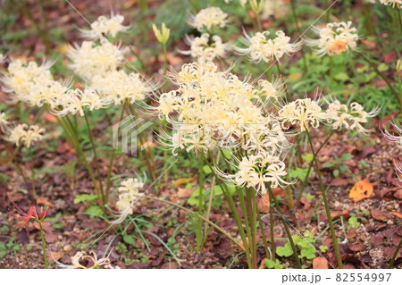 白色ヒガンバナの花 82554997